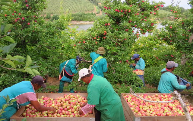 Windermere apple picking